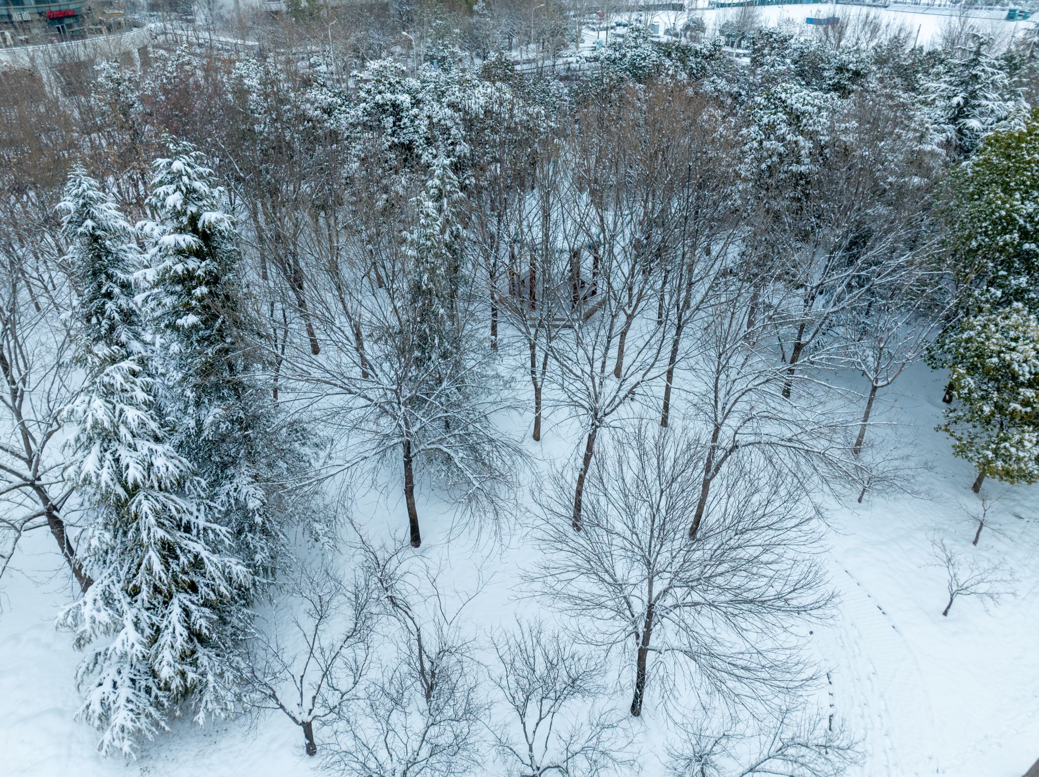 【组图】2026年初冬逢雪 与君共赏